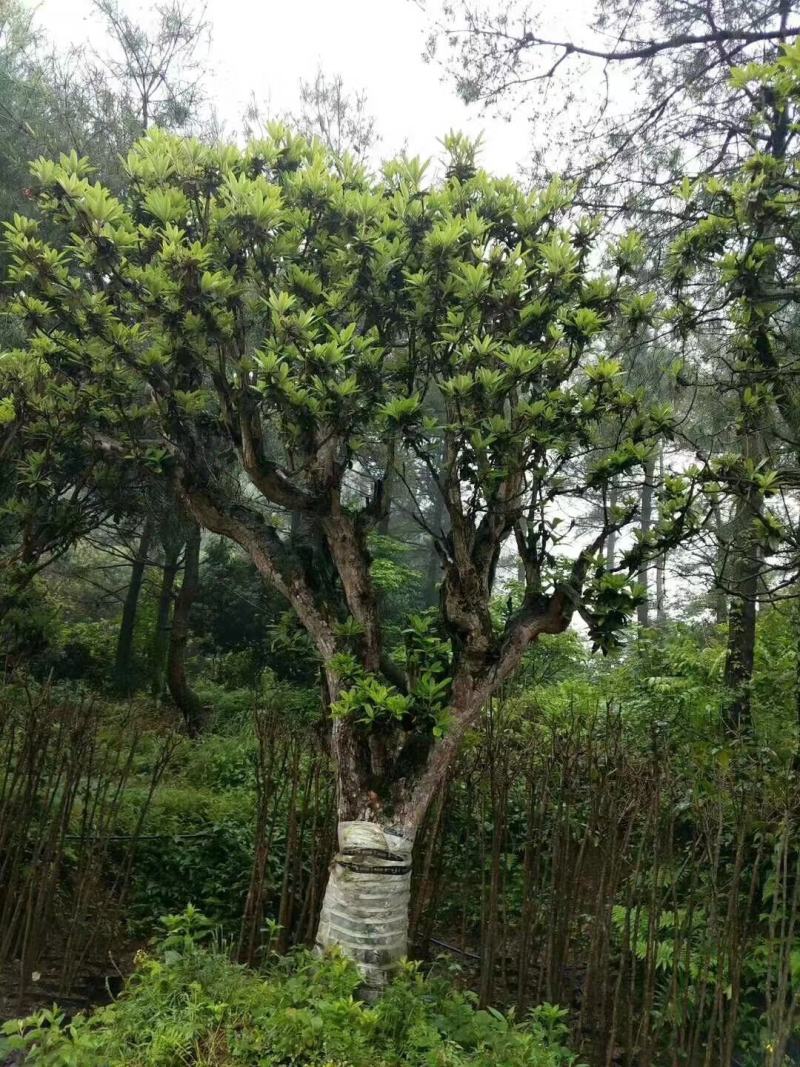 映山红（杜鹃花）千亩育苗培育基地