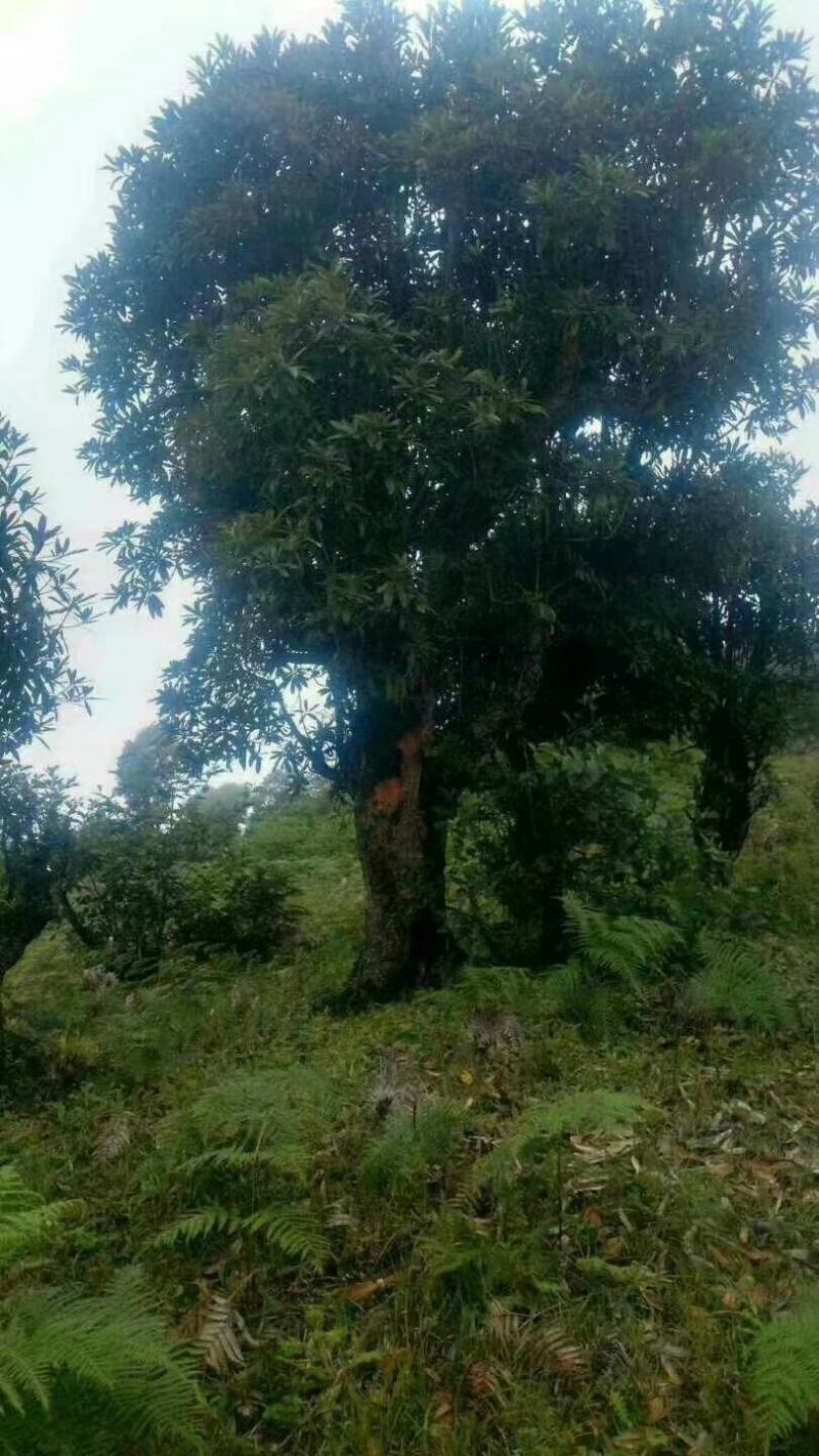 映山红（杜鹃花）千亩育苗培育基地