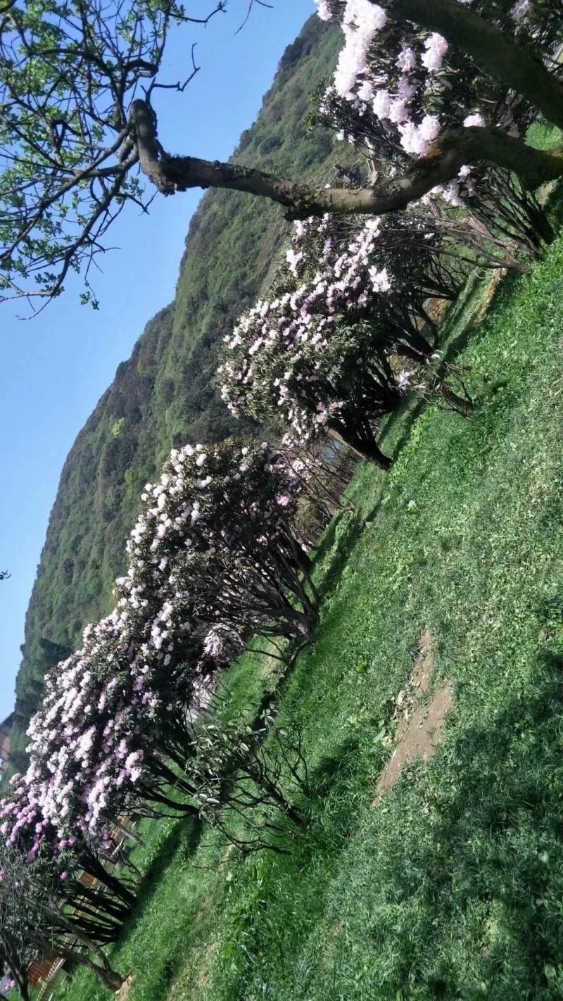 映山红（杜鹃花）千亩育苗培育基地