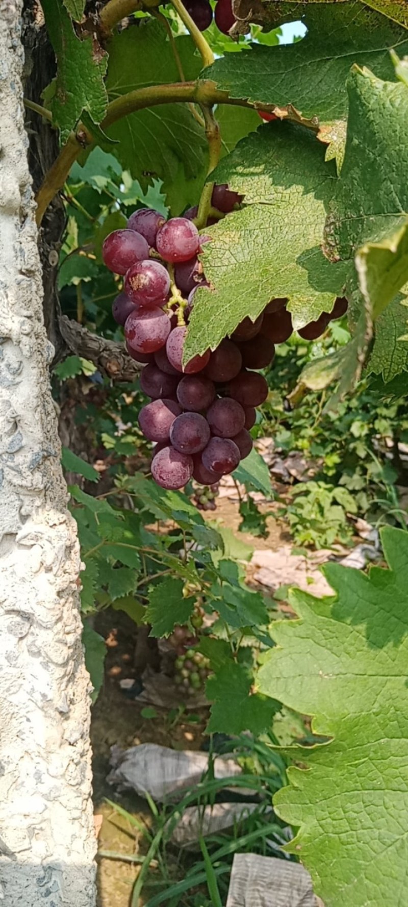 8月2日本地套袋飓风上市直甜不拐弯