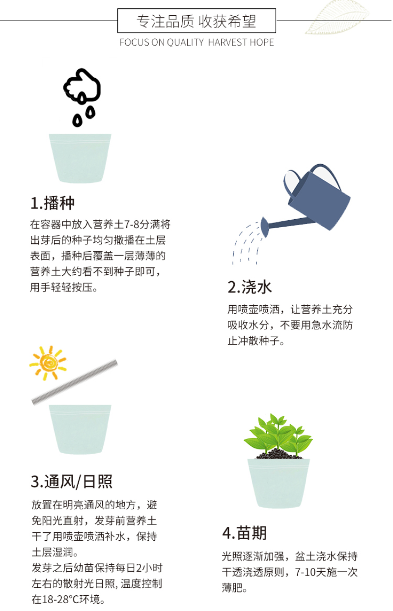 羽衣甘蓝种子春秋秋冬季特色观赏耐寒花卉花坛绿化阳台庭盆栽