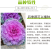 羽衣甘蓝种子春秋秋冬季特色观赏耐寒花卉花坛绿化阳台庭盆栽