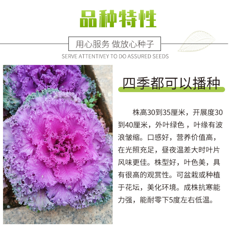 羽衣甘蓝种子春秋秋冬季特色观赏耐寒花卉花坛绿化阳台庭盆栽