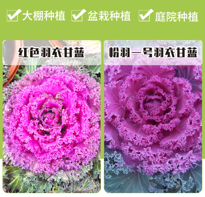 羽衣甘蓝种子春秋秋冬季特色观赏耐寒花卉花坛绿化阳台庭盆栽