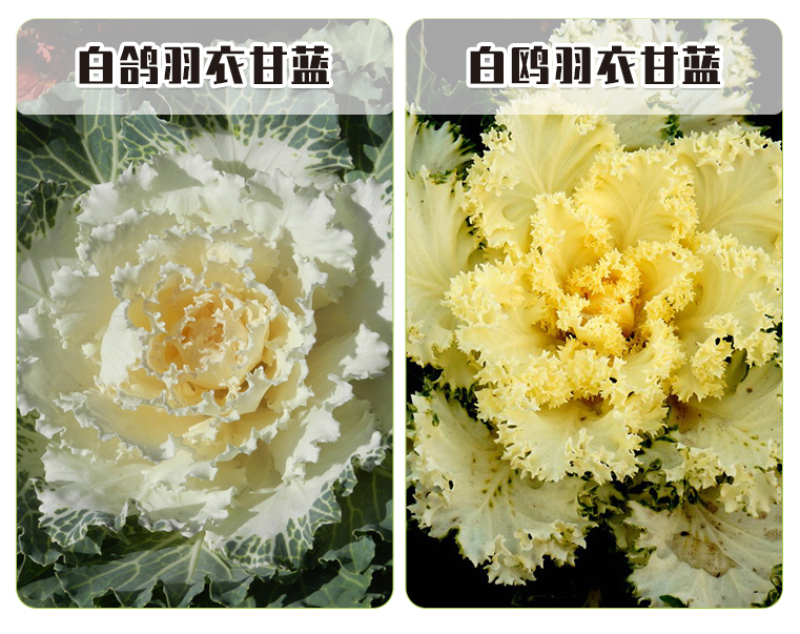 羽衣甘蓝种子春秋秋冬季特色观赏耐寒花卉花坛绿化阳台庭盆栽