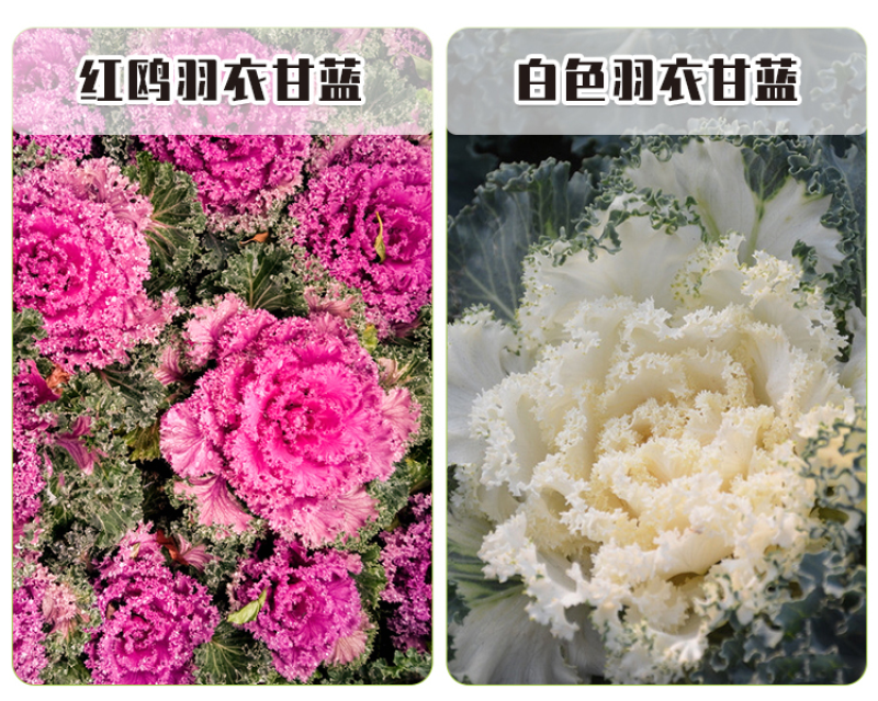 羽衣甘蓝种子春秋秋冬季特色观赏耐寒花卉花坛绿化阳台庭盆栽