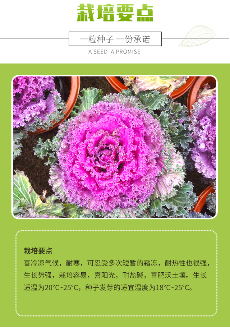 羽衣甘蓝种子春秋秋冬季特色观赏耐寒花卉花坛绿化阳台庭盆栽