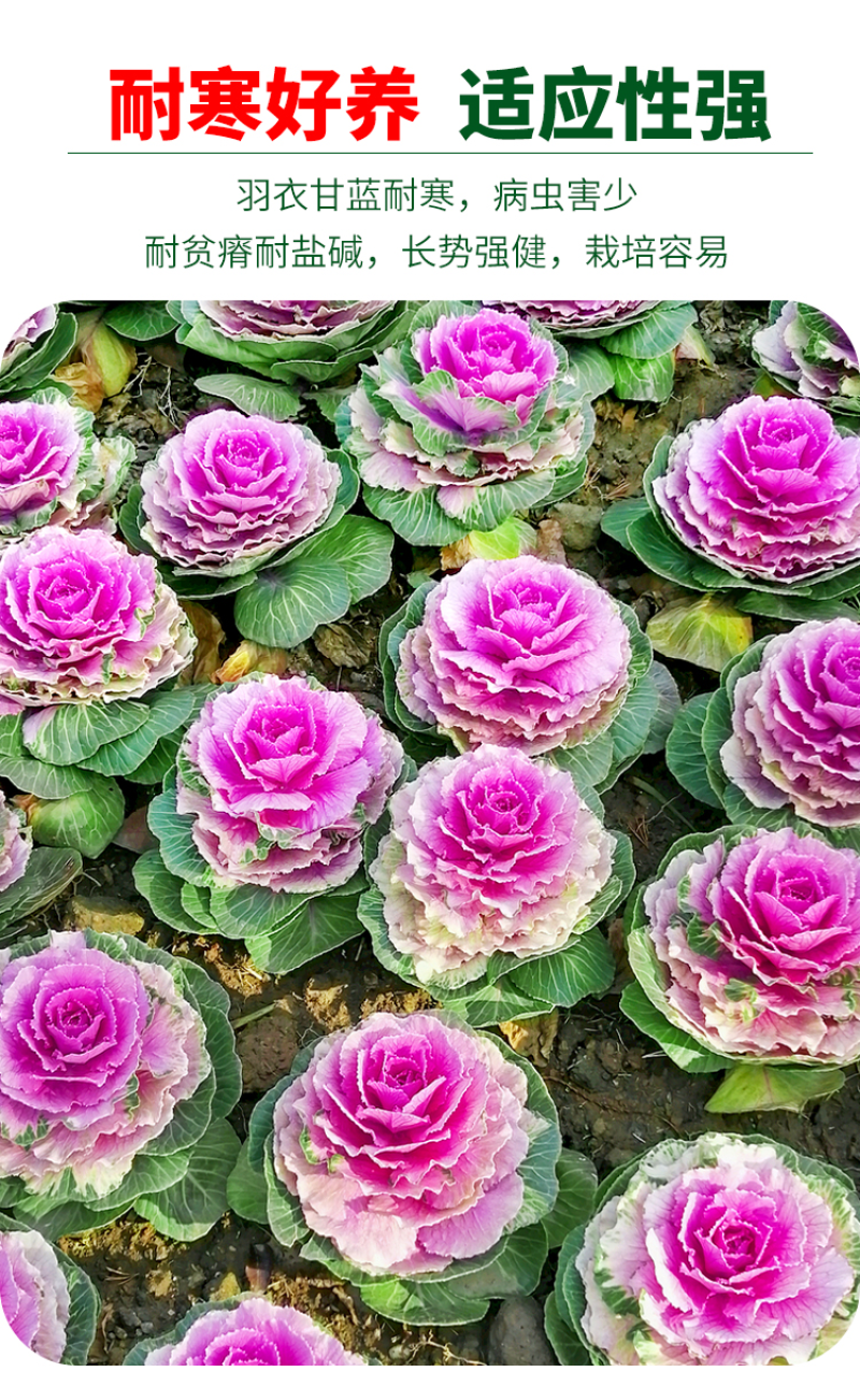 羽衣甘蓝种子春秋秋冬季特色观赏耐寒花卉花坛绿化阳台庭盆栽