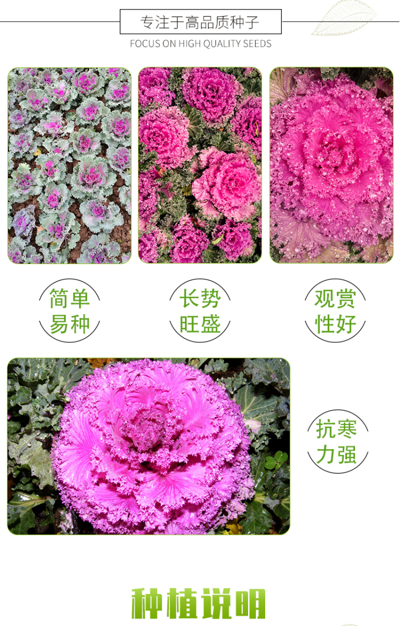 羽衣甘蓝种子春秋秋冬季特色观赏耐寒花卉花坛绿化阳台庭盆栽