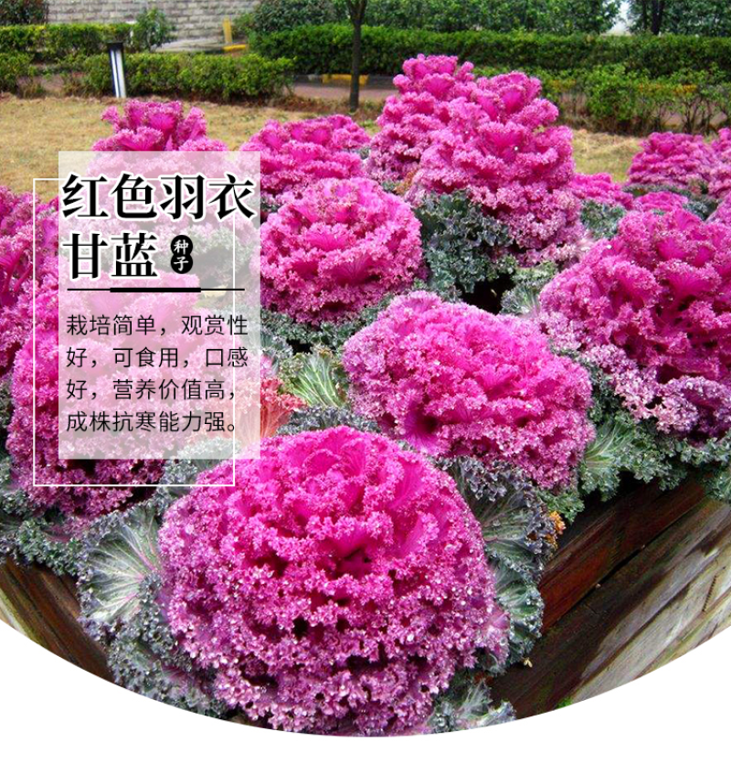 羽衣甘蓝种子春秋秋冬季特色观赏耐寒花卉花坛绿化阳台庭盆栽