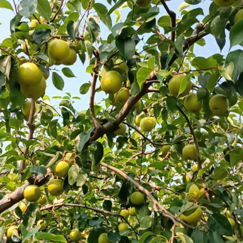 好皇冠梨1.8元每斤，半斤到一斤通货