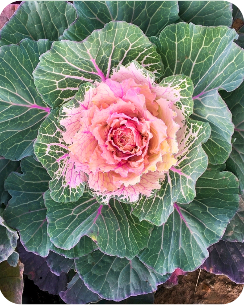 羽衣甘蓝种子春秋秋冬季特色观赏耐寒花卉花坛绿化阳台庭盆栽