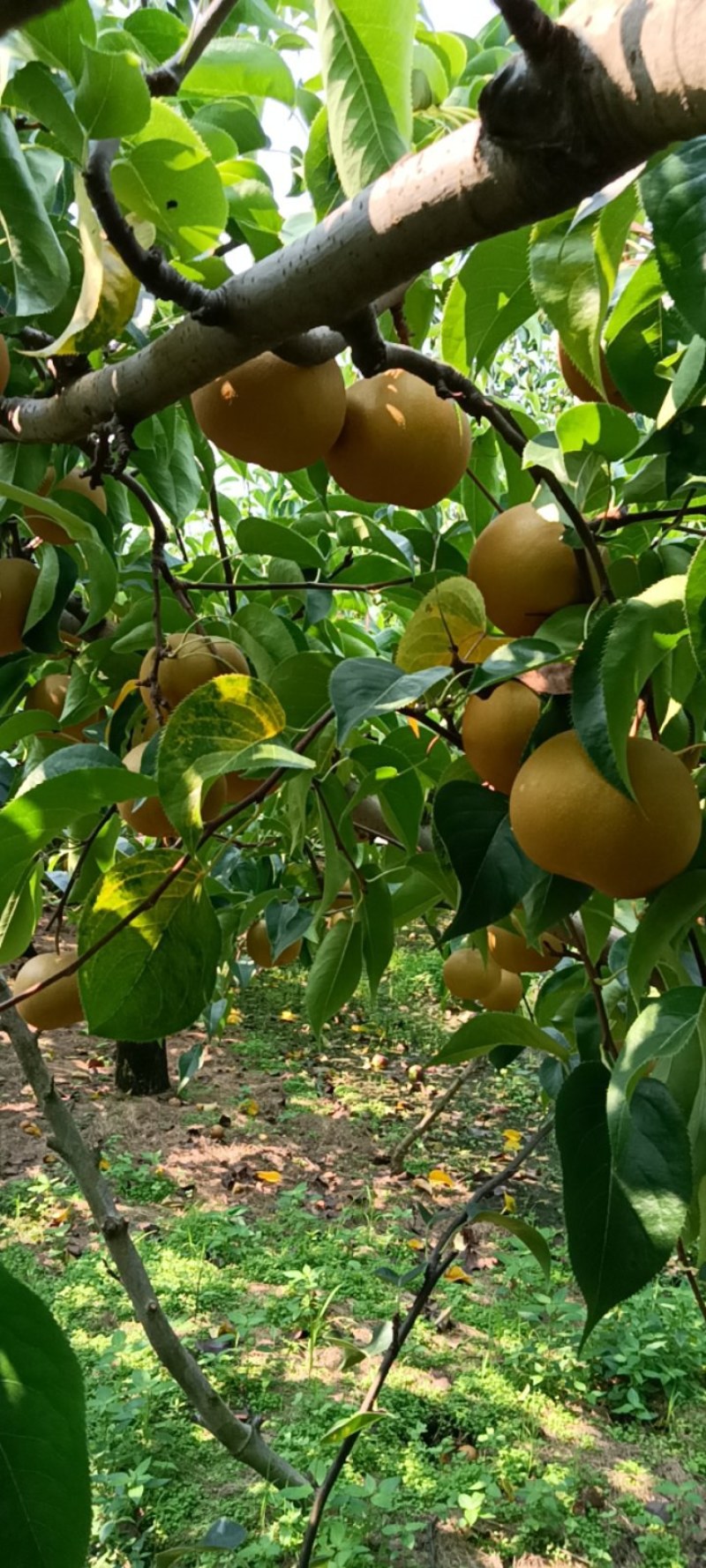 好皇冠梨1.8元每斤，半斤到一斤通货