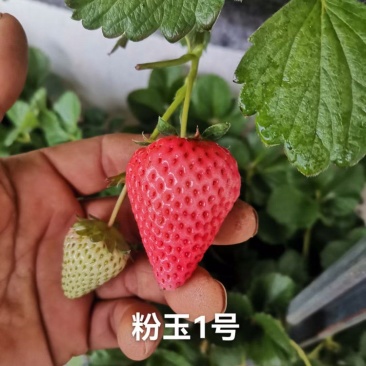 粉玉草莓苗批发脱毒粉玉草莓苗草莓苗培育基地粉玉草莓