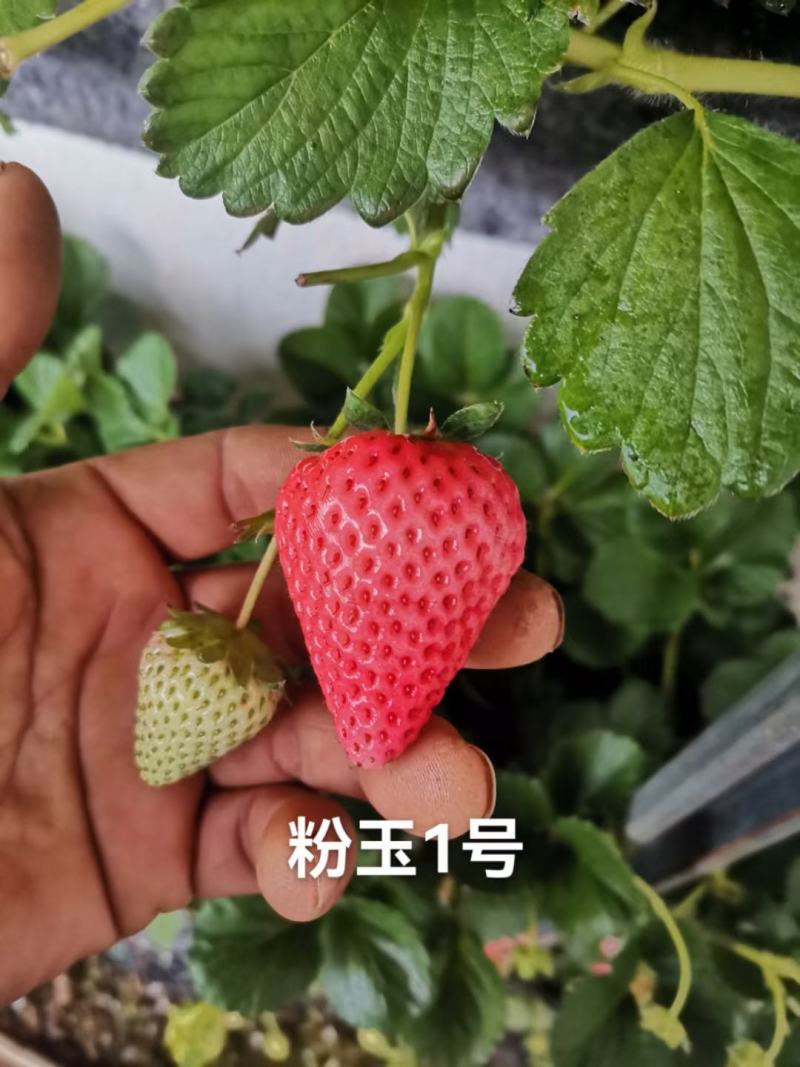 粉玉草莓苗批发脱毒粉玉草莓苗草莓苗培育基地粉玉草莓