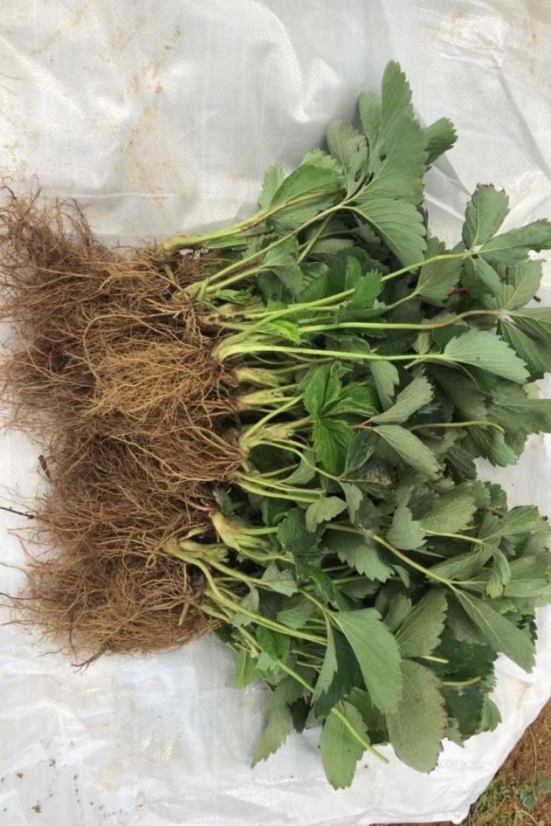 粉玉草莓苗批发脱毒粉玉草莓苗草莓苗培育基地粉玉草莓