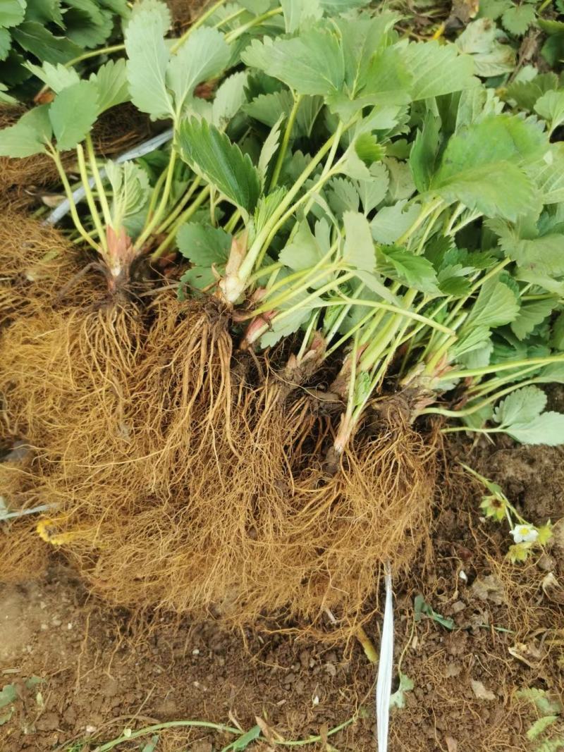 粉玉草莓苗批发脱毒粉玉草莓苗草莓苗培育基地粉玉草莓