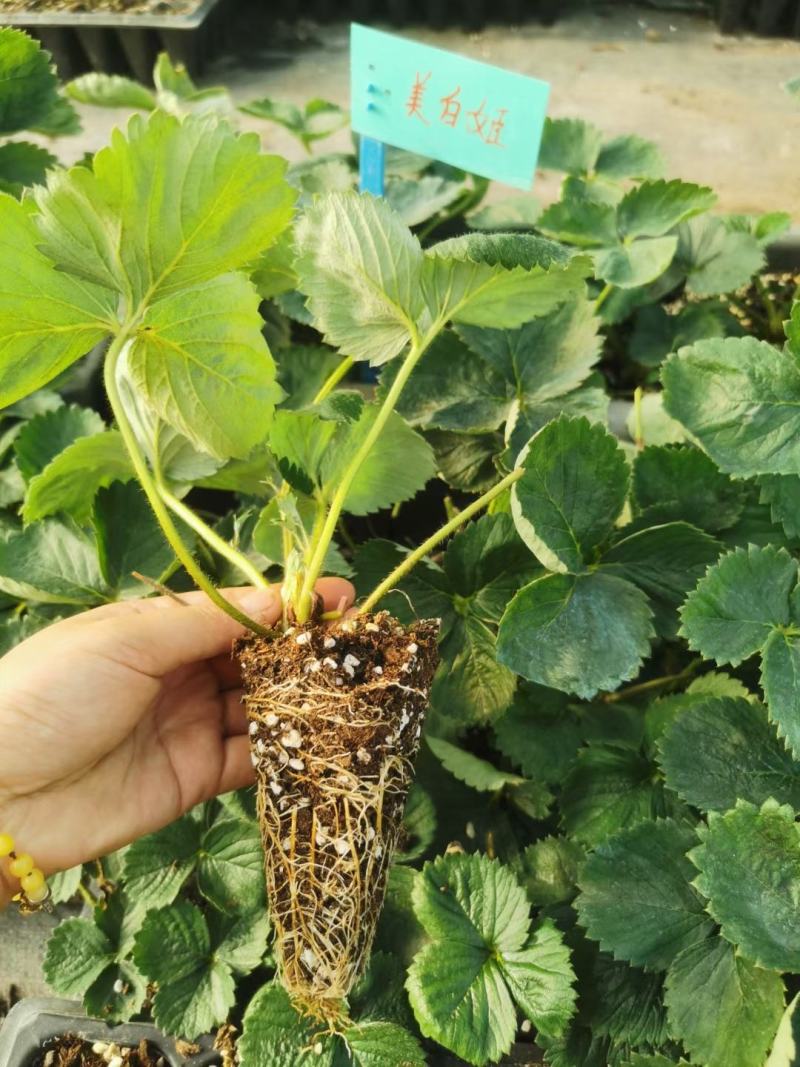 粉玉草莓苗批发脱毒粉玉草莓苗草莓苗培育基地粉玉草莓