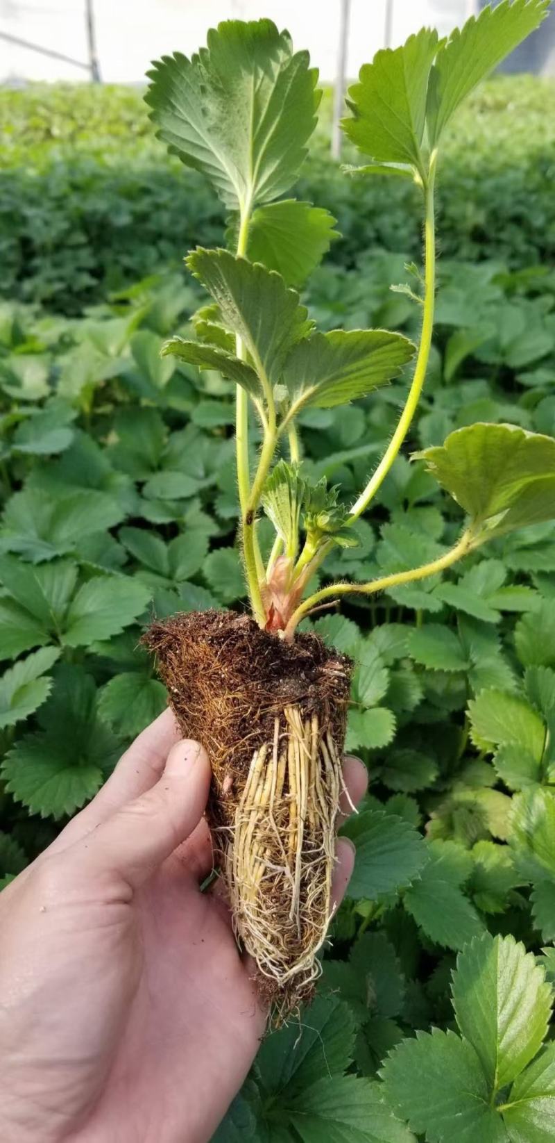 粉玉草莓苗批发脱毒粉玉草莓苗草莓苗培育基地粉玉草莓