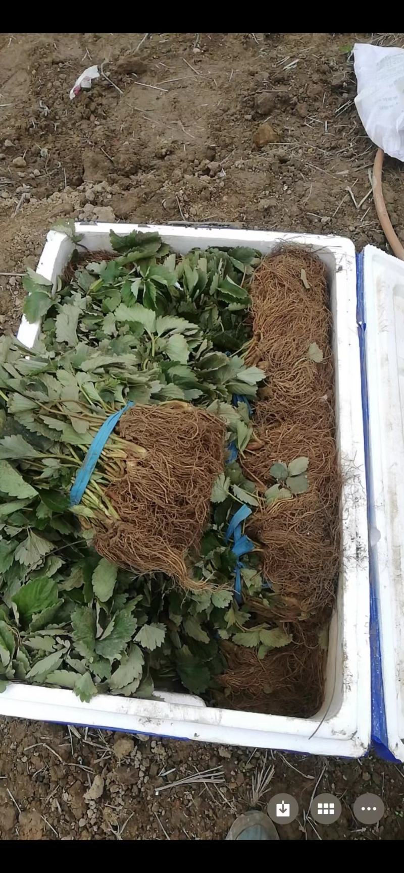 粉玉草莓苗批发脱毒粉玉草莓苗草莓苗培育基地粉玉草莓