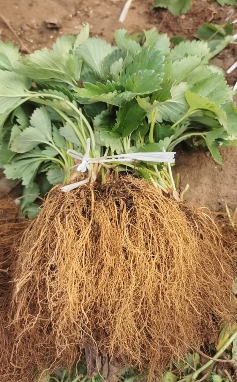粉玉草莓苗批发脱毒粉玉草莓苗草莓苗培育基地粉玉草莓