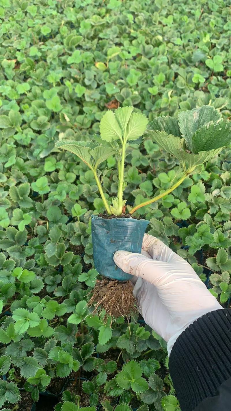 粉玉草莓苗批发脱毒粉玉草莓苗草莓苗培育基地粉玉草莓
