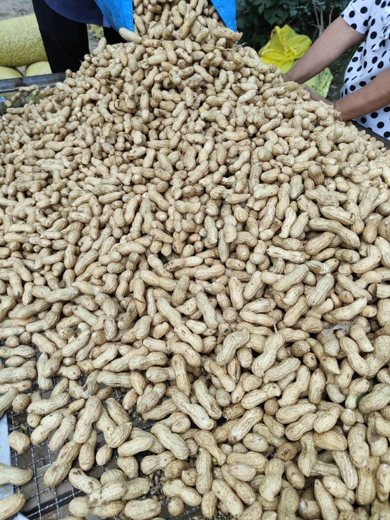 河南鲜花生大白沙小白沙湿花生大量批发，电商超市市场