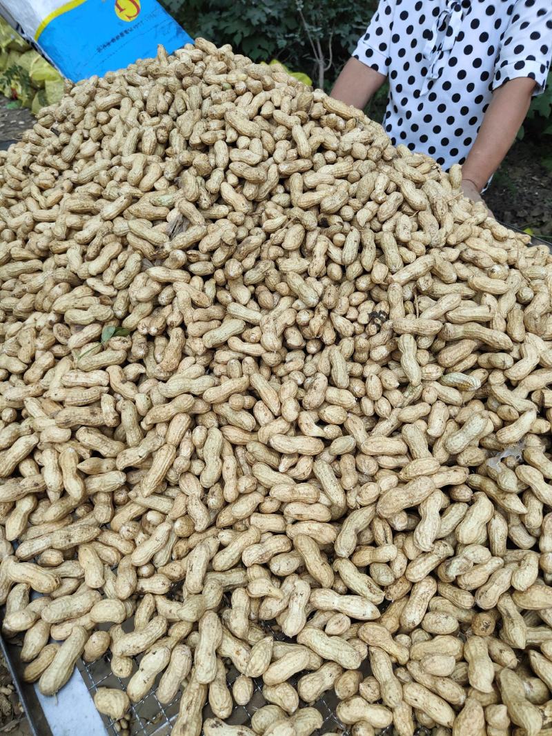 河南鲜花生大白沙小白沙湿花生大量批发，电商超市市场