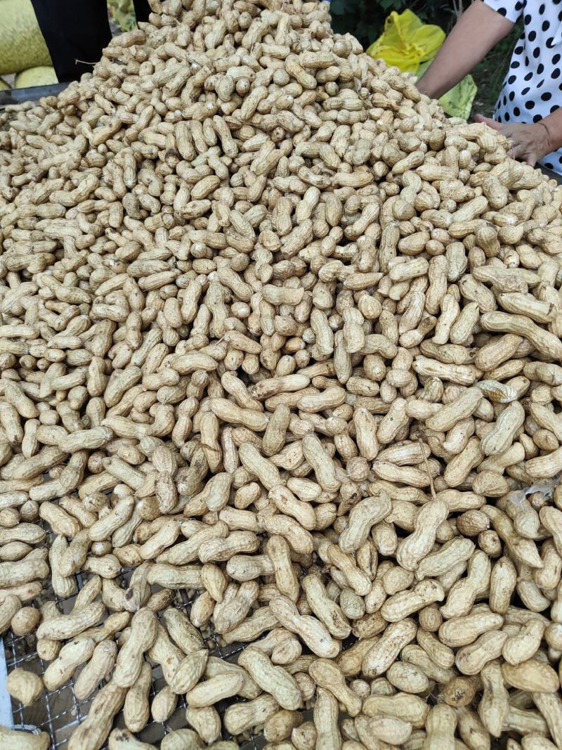 河南鲜花生大白沙小白沙湿花生大量批发，电商超市市场