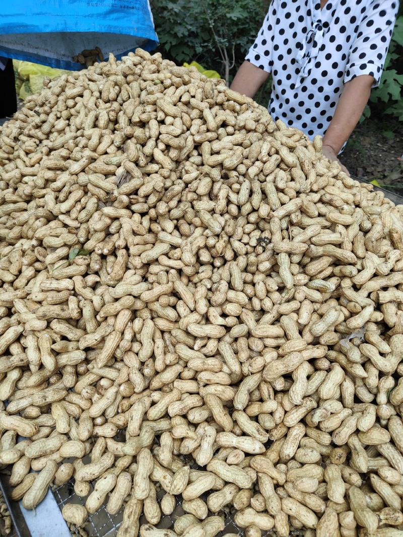 河南鲜花生大白沙小白沙湿花生大量批发，电商超市市场