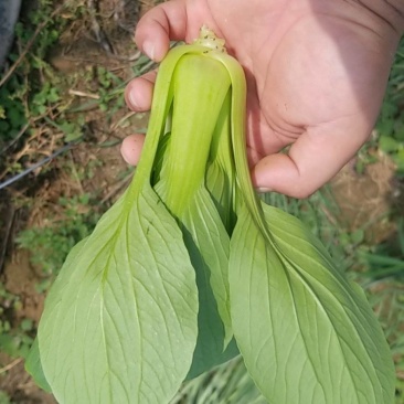 油菜