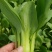 油菜