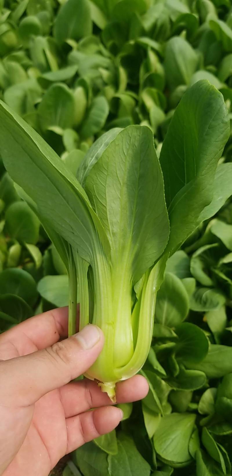 油菜