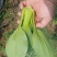 油菜