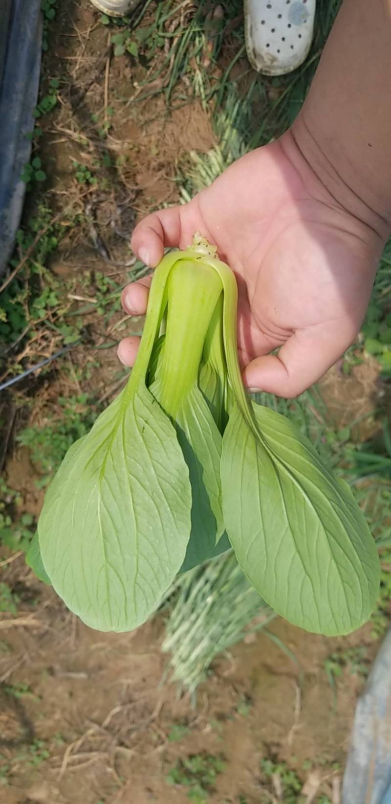 油菜