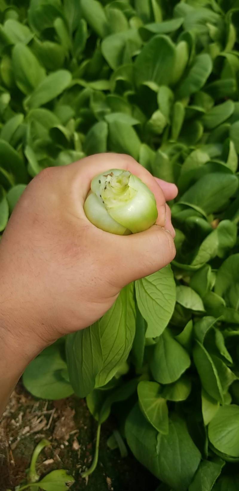 油菜