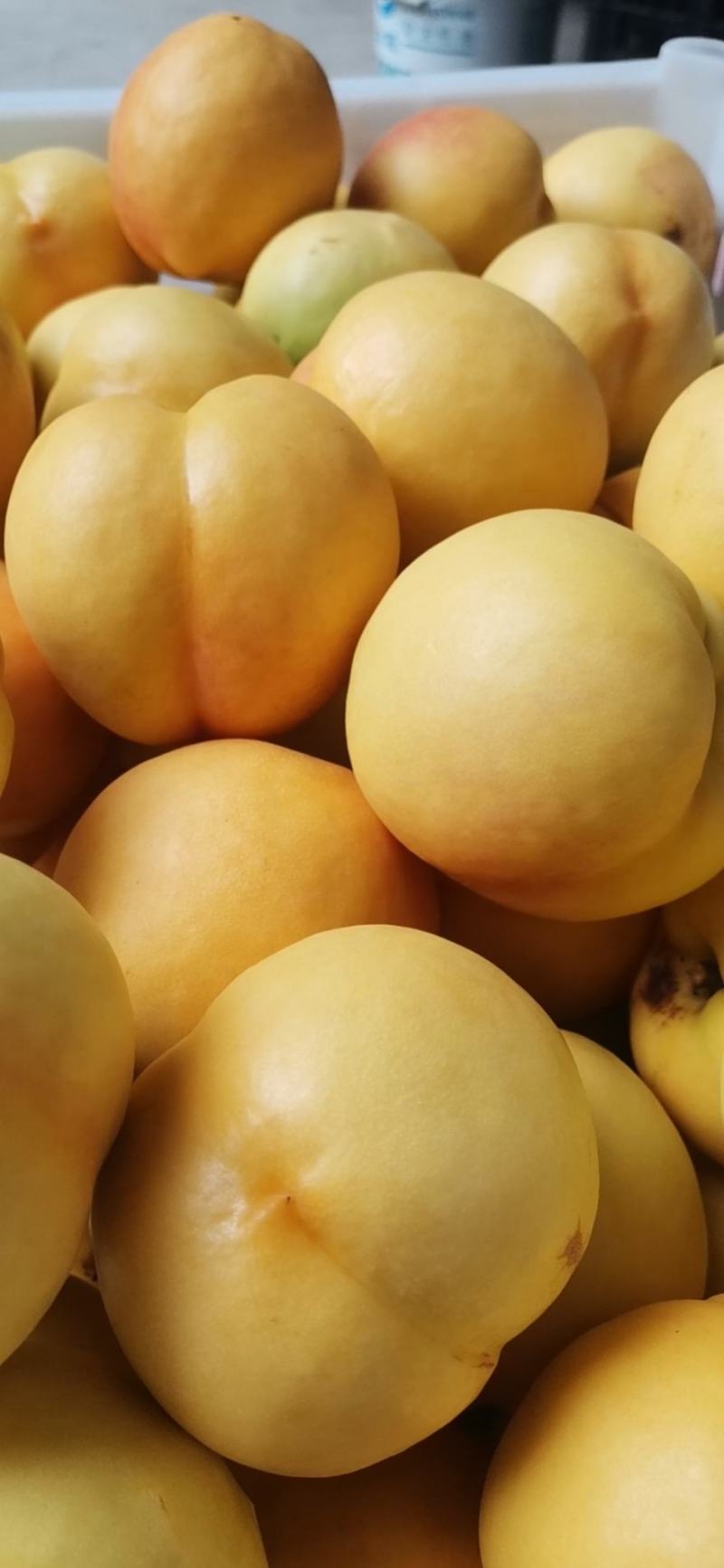 中油八号黄金桃