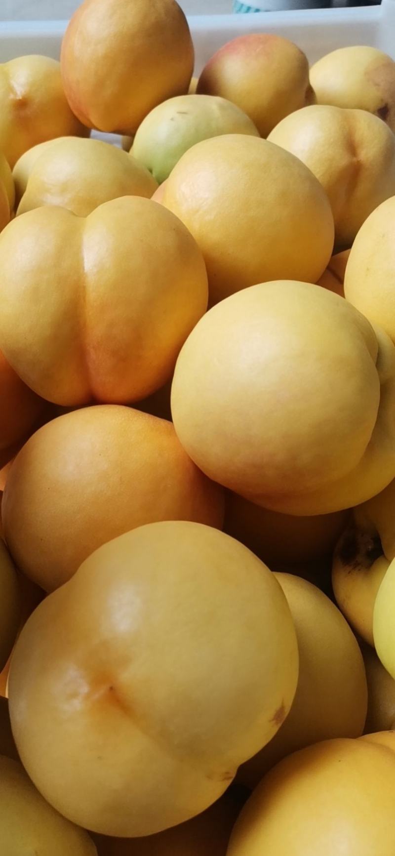 中油八号黄金桃