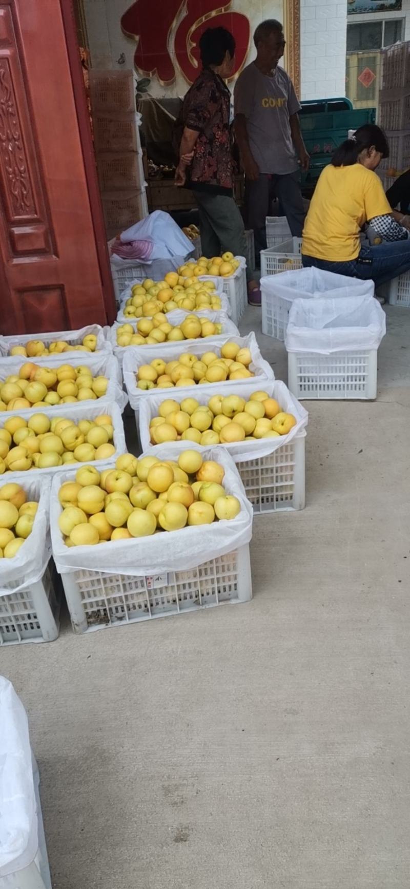 中油八号黄金桃