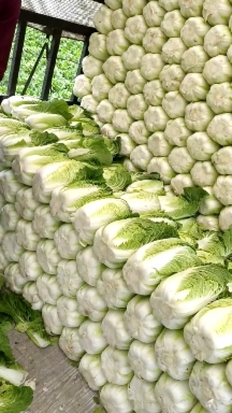 黄心大白菜净菜精包各种蔬菜备有冷库专业打包队