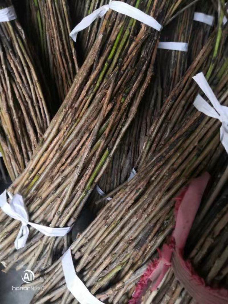杨树金蝉卵枝