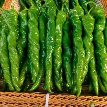 兰州高原夏菜精品陇椒