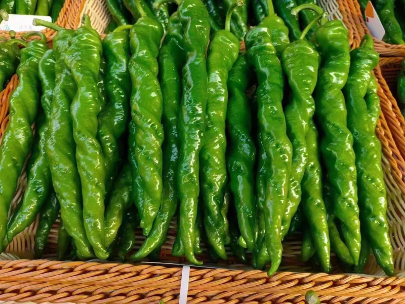 兰州高原夏菜精品陇椒