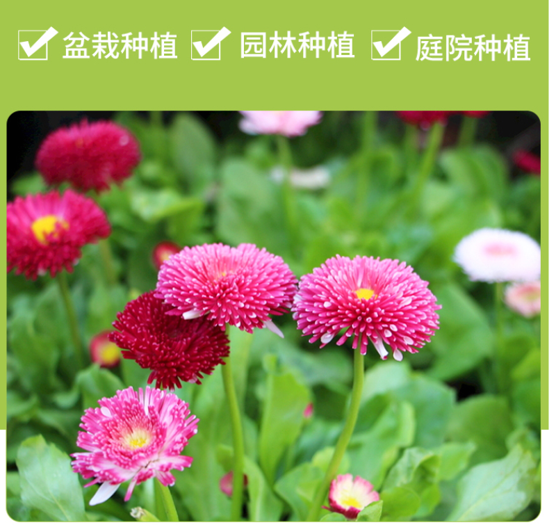 雏菊种子易爆盆小雏菊花种子四季开花室内阳台室外庭院春秋