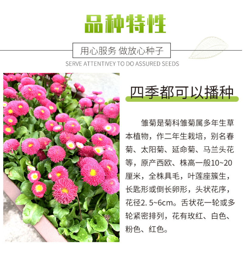 雏菊种子易爆盆小雏菊花种子四季开花室内阳台室外庭院春秋