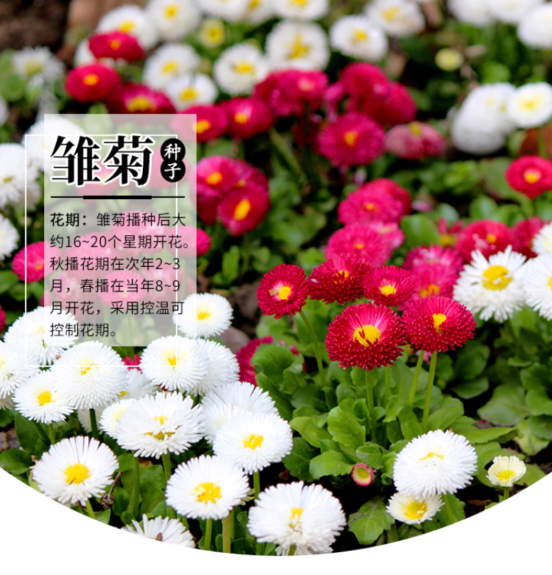 雏菊种子易爆盆小雏菊花种子四季开花室内阳台室外庭院春秋