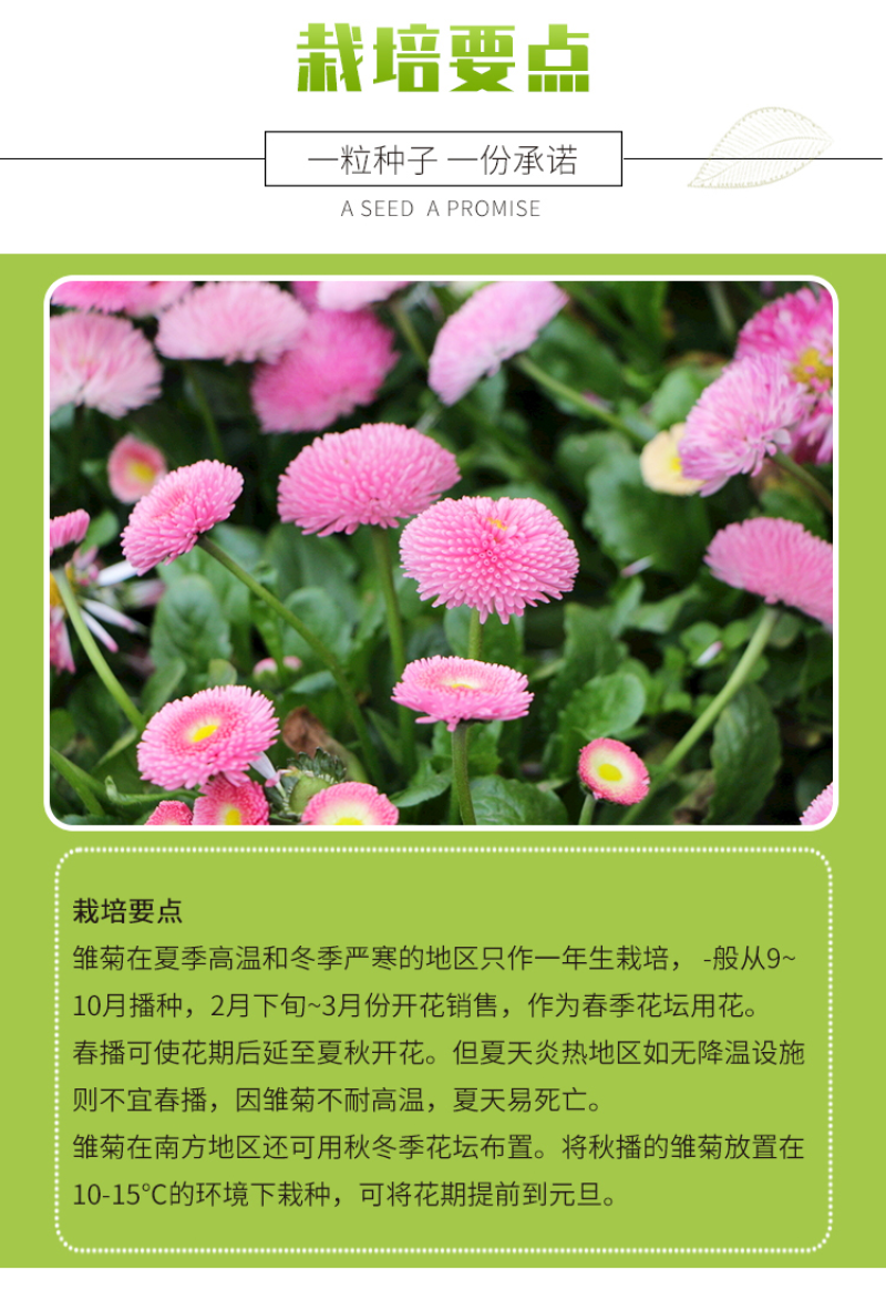 雏菊种子易爆盆小雏菊花种子四季开花室内阳台室外庭院春秋