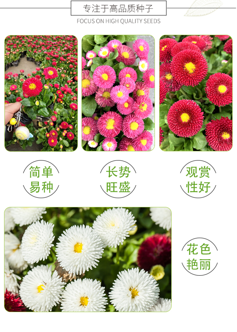 雏菊种子易爆盆小雏菊花种子四季开花室内阳台室外庭院春秋