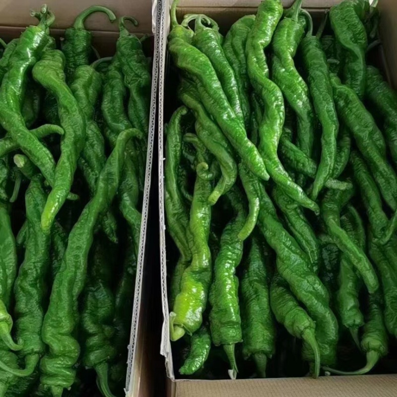 兰州高原夏菜精品陇椒