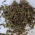 旱莲草，草药，纯青无硫产地山东墨旱莲【丹丹中药】